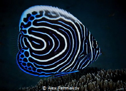 Juvenile emperor angel fish by Alex Permiakov 